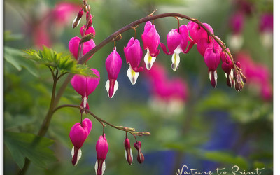 Die Herzblume bringt Licht und Farbe in den Halbschatten