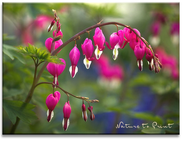Die Herzblume bringt Licht und Farbe in den Halbschatten