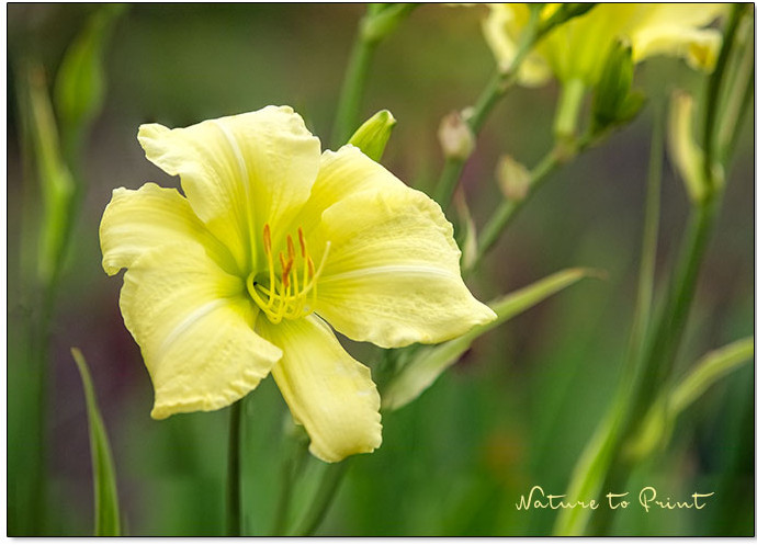 Taglilien durch Kindel vermehren. So geht's Schritt für Schritt.