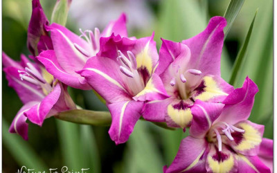 Gladiolen Blütezeit verlängern. 2 Tipps