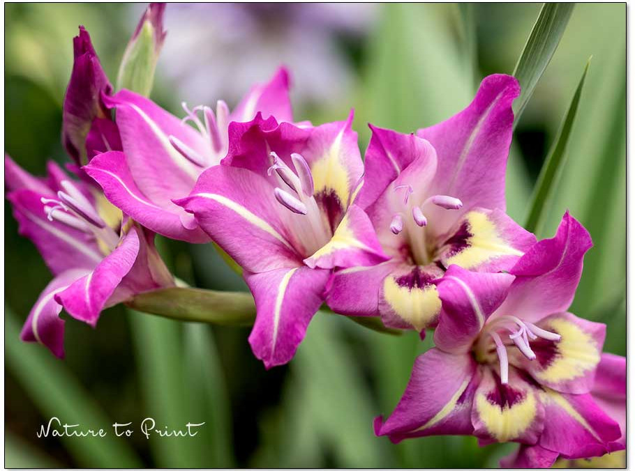 Gladiolen Blütezeit verlängern. 2 Tipps