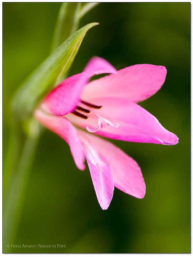 Siegwurz, die wilde Gladiole