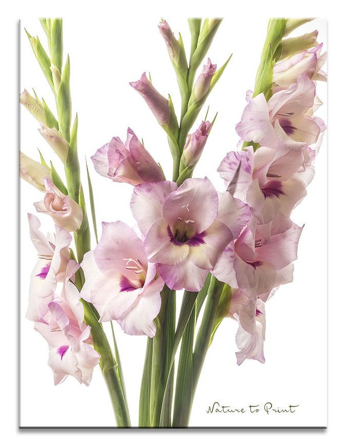 Wie Sie die Blütezeit der Gladiolen verlängern 