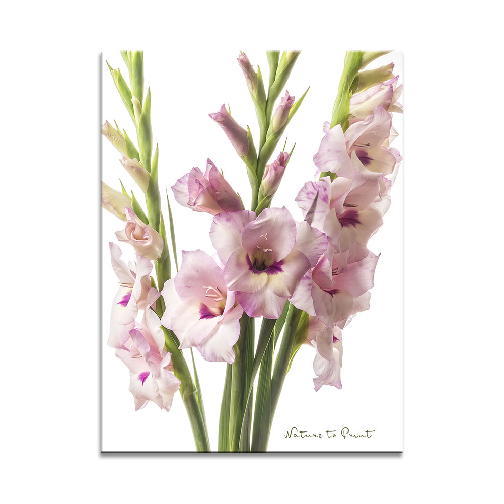 Wie Sie die Blütezeit der Gladiolen verlängern | Blumenbild Rosa Gladiolen aus dem Garten von Nature to Print