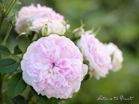 Herbstdünger für Romantische Rose Rosemoor  | Blumenbild von Nature to Print