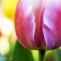 Tulpe The big Pink | Blumenbild von Nature to Print