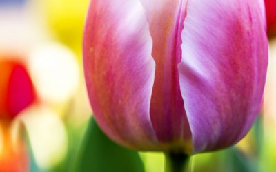 7 Tipps wie Sie mit Blumenzwiebeln Frühling gestalten