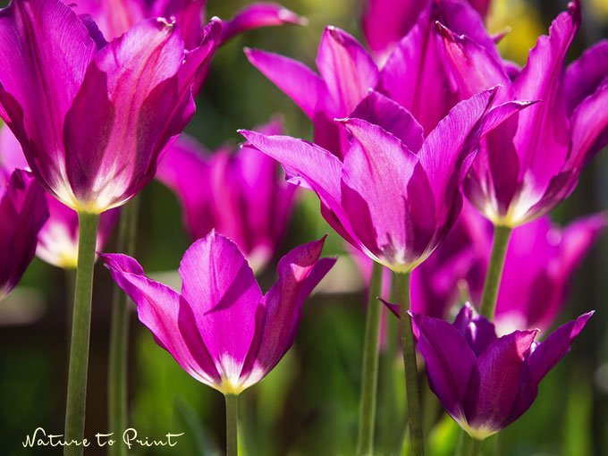 Ein Tulpenmeer mit Purple Dream