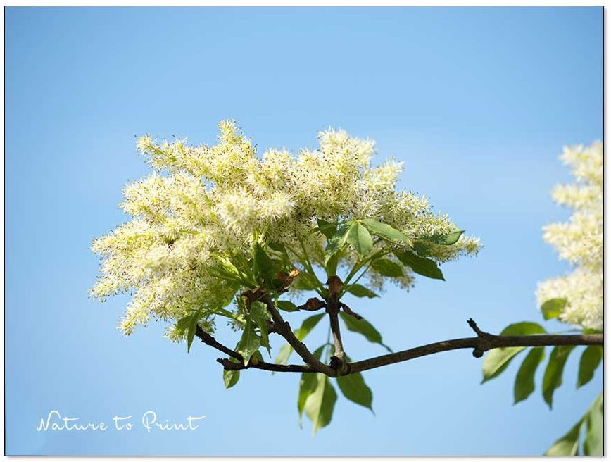 Federleichte Blüten erscheinen Ende April am Fraxinus ornus 'Obelisk'