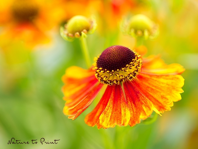 Blumenbild Feuerrote Blüte der Sonnenbraut