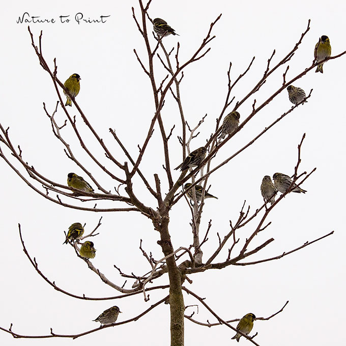 Kosmos Vogelführer bringt Gewissheit: Erlenzeisige sitzen im Maulbeerbaum
