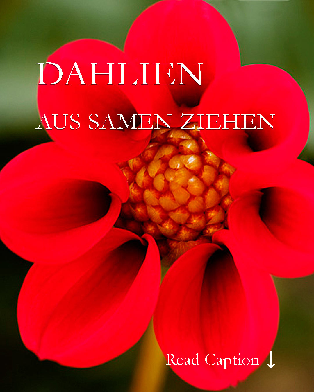Dahlien säen schnell und einfach

Was viele nicht wissen: Dahlien kann man auch aus Samen ziehen Das gilt insbesondere für kleine Mignon-Dahlien oder Collarette-Dahlien. Sie werden im Laufe des Sommers gut kniehoch und bilden dicke Knollen aus. Bienen lieben die einfach gefüllten Blüten. Schneidet man Verblühtes laufend ab, blühen gesäte Dahlien bis zum Frost.

Ab März bis Mitte April ist die richtige Zeit, um Dahlien zu säen.

Im Blog
+ Sämlinge pinzieren
+ Jungpflanzen brauchen Abstand: wie und warum? 
+ Jungpflanzen abhärten: wie, wann und wo?
+ Auspflanzen: wie und wann?
+ Gesäte Dahlien einfach und sicher überwintern

Weiter im Gartenblog: Dahlien aus Samen ziehen. Einfach & preiswert zum Blütenmeer.
https://www.wo-blumenbilder-wachsen.de/dahlien-aus-samen-ziehen/

Kurzlink: https://www.insbeet.de/Dahlien_Aussaat

Inspiration: Blumenbilder Dahlien
https://www.insbeet.de/Dahlienbilder

#dahlien #dahlia #blumengarten #aussaat #sommerblumen #königin #flowerlover #lebenmitblumen #plants #pflanzen #plantstagram #mygarden #plantsmakemehappy #gardening #instaflowers #livingwithplants #bloom #urbanjungle #florals #plantinspiration #garten #gartenwissen #gartentipps #blumenbilder #blumen #omsystemde