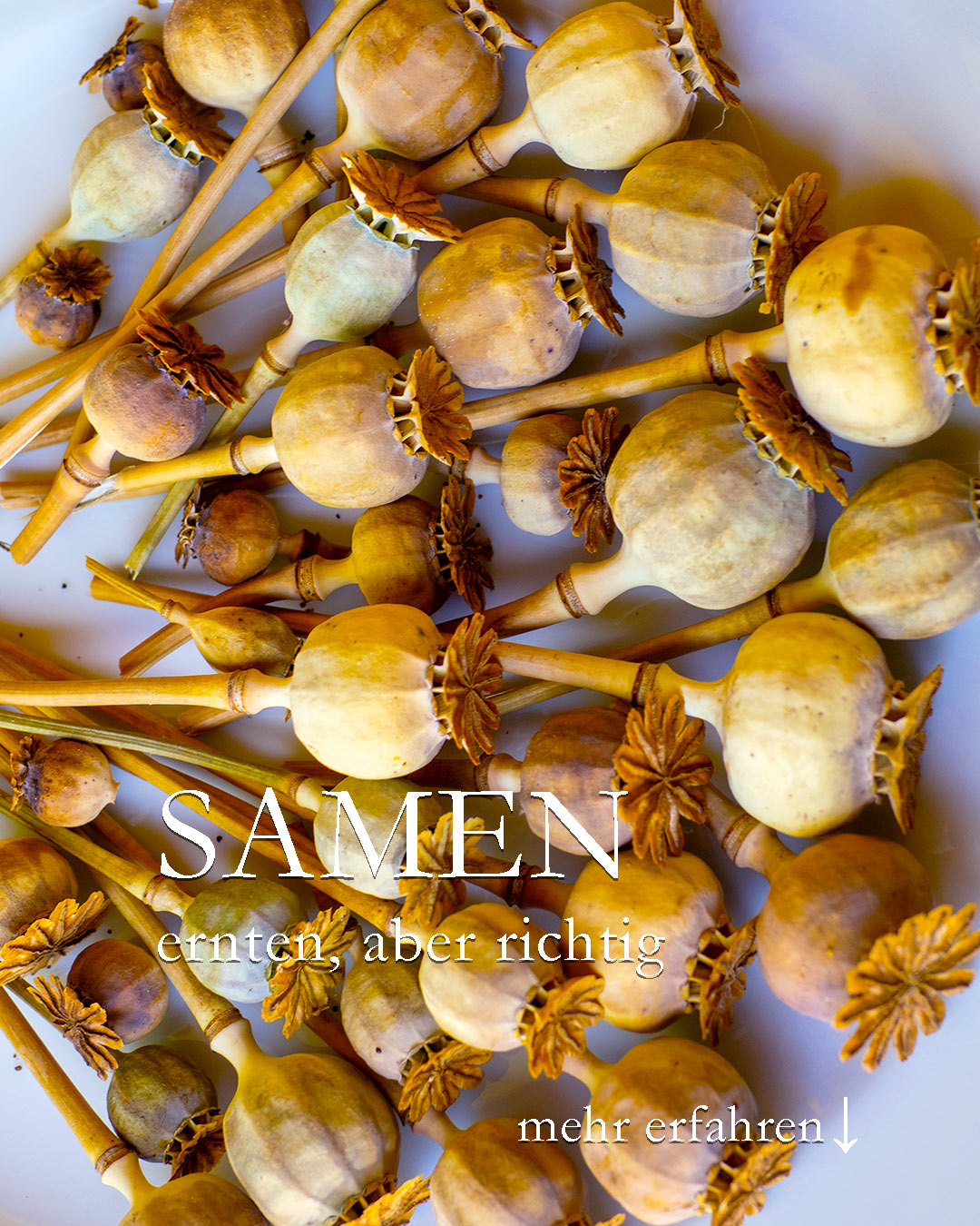 Saatgut ernten, aber sicher

Jetzt beginnt die beste Zeit, Samen von Sommerblumen zu ernten. Wichtig ist:

+++ Nur an der Pflanze gereifter Samen ist keimfähig!

Es hilft also nicht, unreife Mohnkapseln zu schneiden und danach trocknen zu lassen. Diese Samen gehen nicht auf. Das gilt für ALLE Blumen. Reife Mohnsamen rascheln in der Kapsel und unter der Kappe befinden sich offene Löcher. Dreht man die Kapsel um und schüttelt sie, fallen die Samen ganz einfach raus.

++ Nehmen Sie zum Ernten ein Gefäß mit in den Garten. Reifer Samen fliegt schnell davon.

+ Lassen Sie den Samen im Haus noch 2-3 Tage nachtrocknen
+ Trennen Sie Spelzen vom Samen. Dazu Samen auf einen flachen Teller streuen und vorsichtig darüber pusten. Spelzen fliegen weg, der Samen bleibt.
+ Füllen Sie die Samen anschließend in kleine Behälter wie Medizindöschen, Kaugummi-Dosen, Teefilter oder selbst gefaltete Papiertüten.
+ Beschriften Sie den Behälter mit Name der Blume + Jahr der Ernte.

+++ Lagern Sie das Saatgut anschließend kühl und dunkel.

Fazit: Egal ob im Garten oder am Wegesrand (Wegwarte!): Saatgut ernten lohnt sich und ist ganz einfach.

Im Blog: 30 Blumen, bei denen sich die Saatgut-Ernte besonders lohnt. Dazu viele Bilder und Tipps zu den einzelnen Pflanzen.

https://www.wo-blumenbilder-wachsen.de/saatgut-ernten-30-blumen/

Kurz: https://www.insbeet.de/Saatgut

#Garten #Blumen #Samen #Saatgut #Sämerei #Anzucht #gärtnern #LebenmitBlumen #Pflanzenvermehren #Sommerblumen #Gartenwissen #Gartentipps