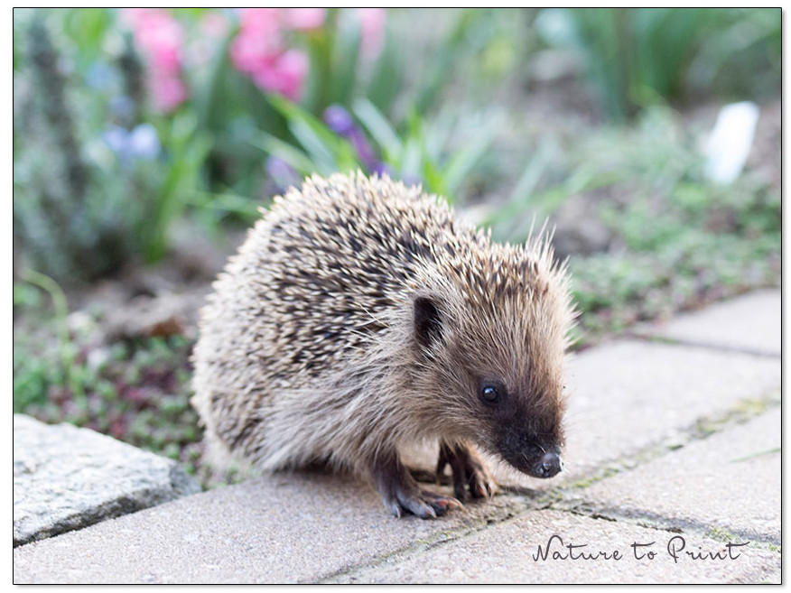 Der igelfreundliche Garten