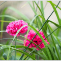 Einen Garten preiswert gestalten