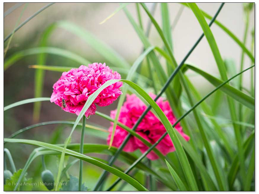 Viel Garten, wenig Geld? 12 Tipps einen Garten preiswert, aber üppig zu gestalten.