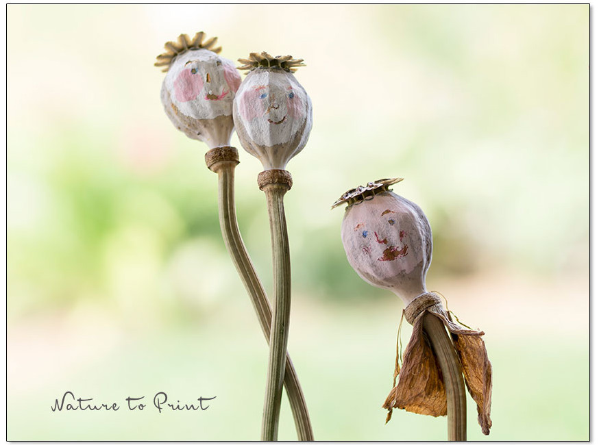 Mohnkapsel enthalten Mohnsamen