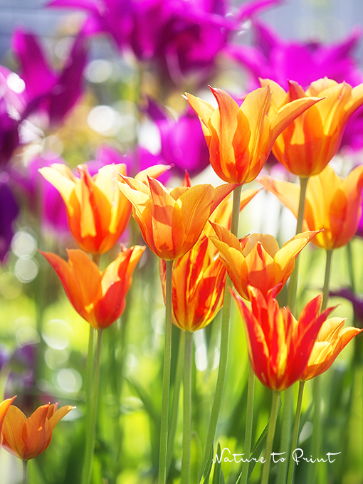 Ein Blumenbeet gestalten, das lange blüht. | Frühlingstanz der eleganten Tulpen