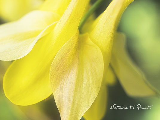 Blumenbild gelbe Akelei. Makro einer Blüte.