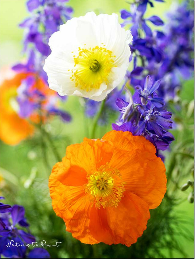 Blumenstrauß Islandmohn und Einjähriger Rittersporn in der Vase