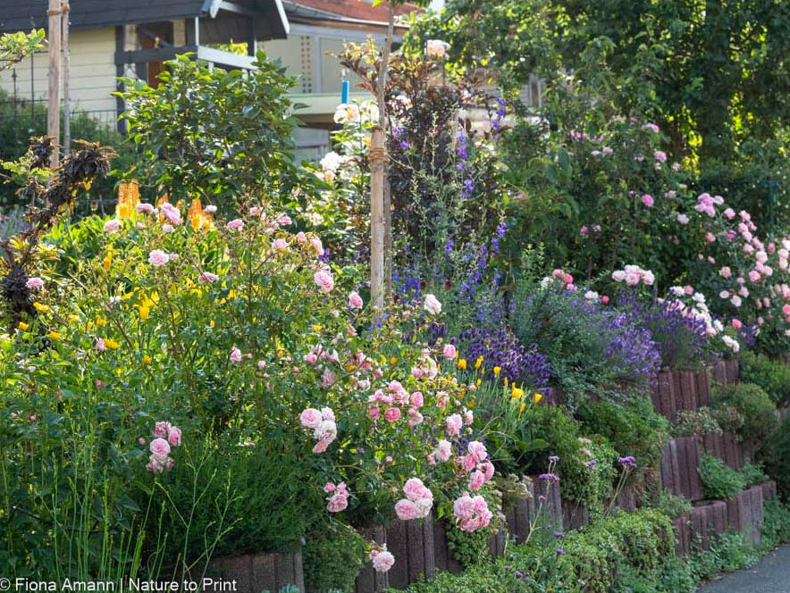 La Belle Coquette, Lavendel und Sommerwind auf der Mauerkrone