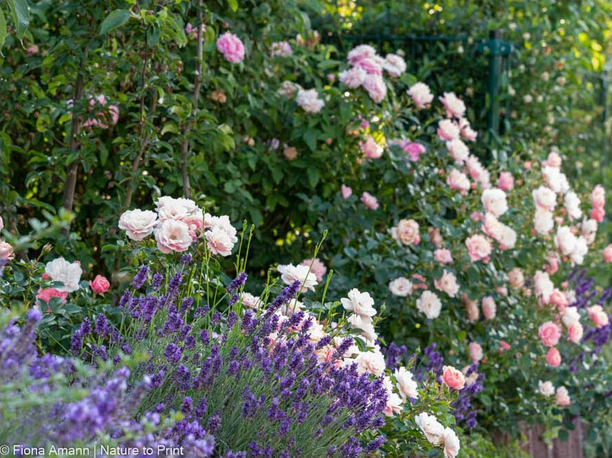 Rose Sommerwind, Lavendel auf der Mauerkrone