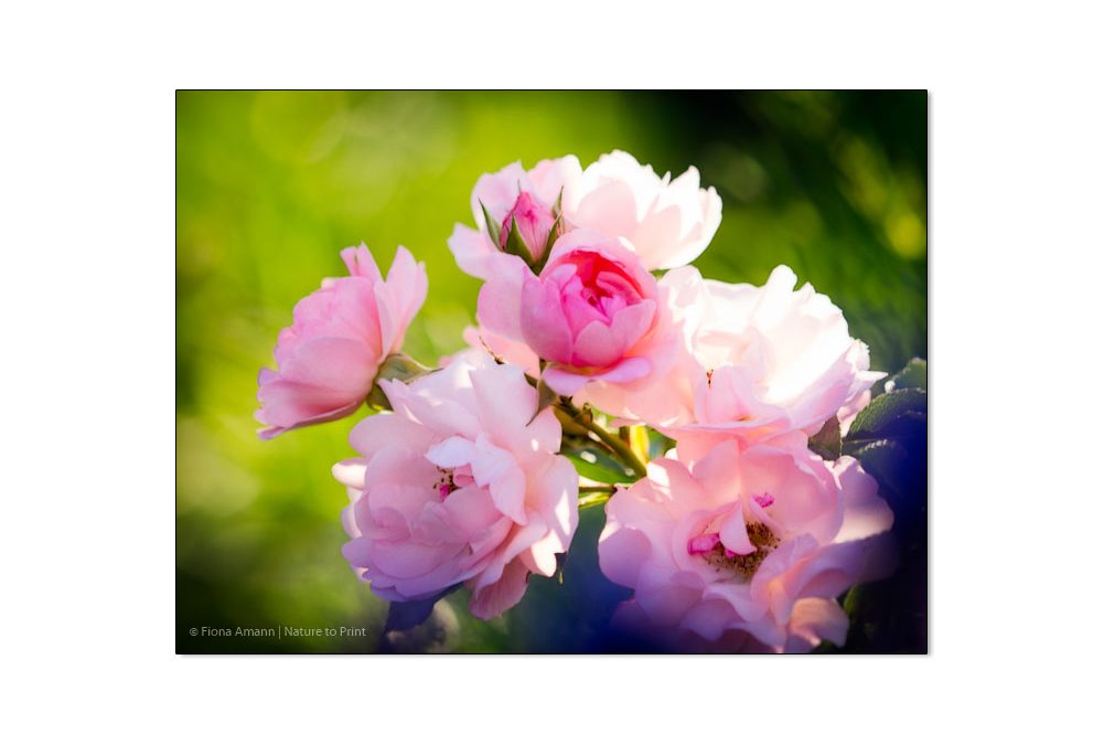 Rose Sommerwind: Mein liebster Dauerblüher am Sonnenhang