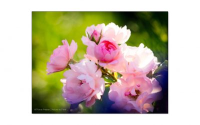Rose Sommerwind: Mein liebster Dauerblüher am Sonnenhang