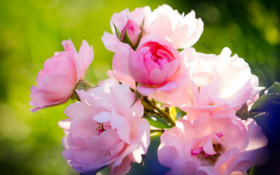 Rose Sommerwind: Mein liebster Dauerblüher am Sonnenhang