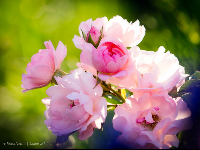 Rose Sommerwind: Mein liebster Dauerblüher am Sonnenhang