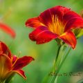 Taglilien pflegen nach der Blüte: Bitte 1 x ausputzen & düngen. 10 Taglilien pflegen nach der Blüte