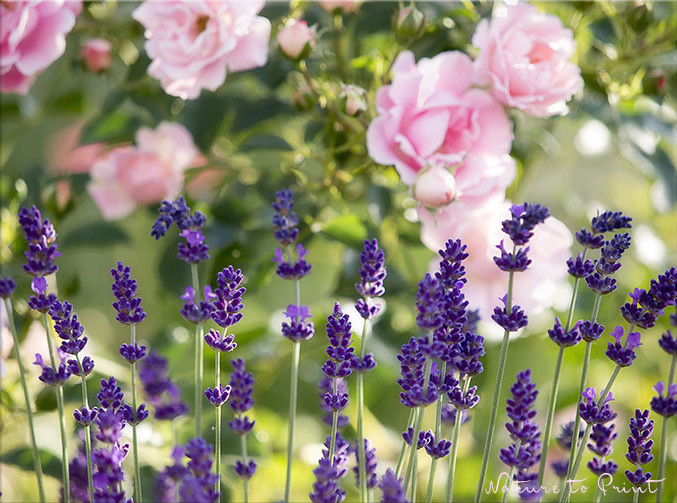 Rose Sommerwind neben Lavendel auf der Mauerkrone