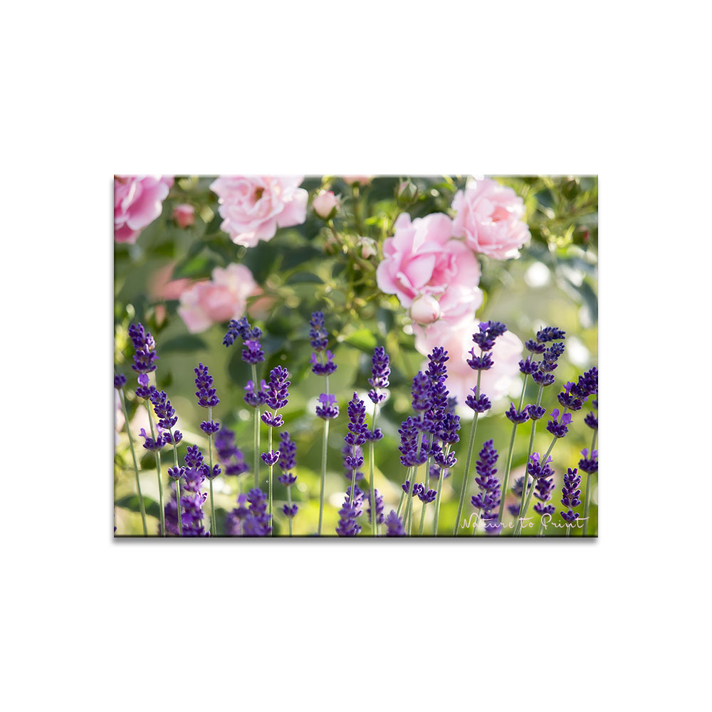 Rose Sommerwind neben Lavendel auf der Mauerkrone
