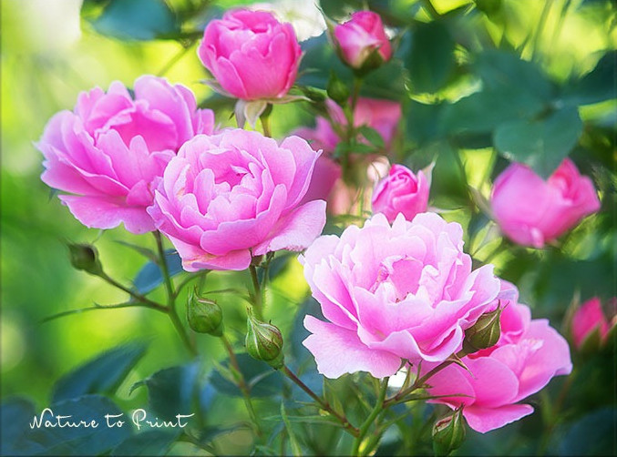 Leinwandbild Zarte Rosenliebe mit Sommerwind Leinwandbild Zarte Rosenliebe mit Sommerwind