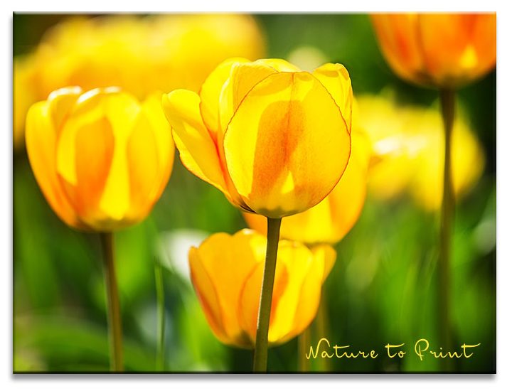 Sunny Beautys | Blumenbild von Nature to Print