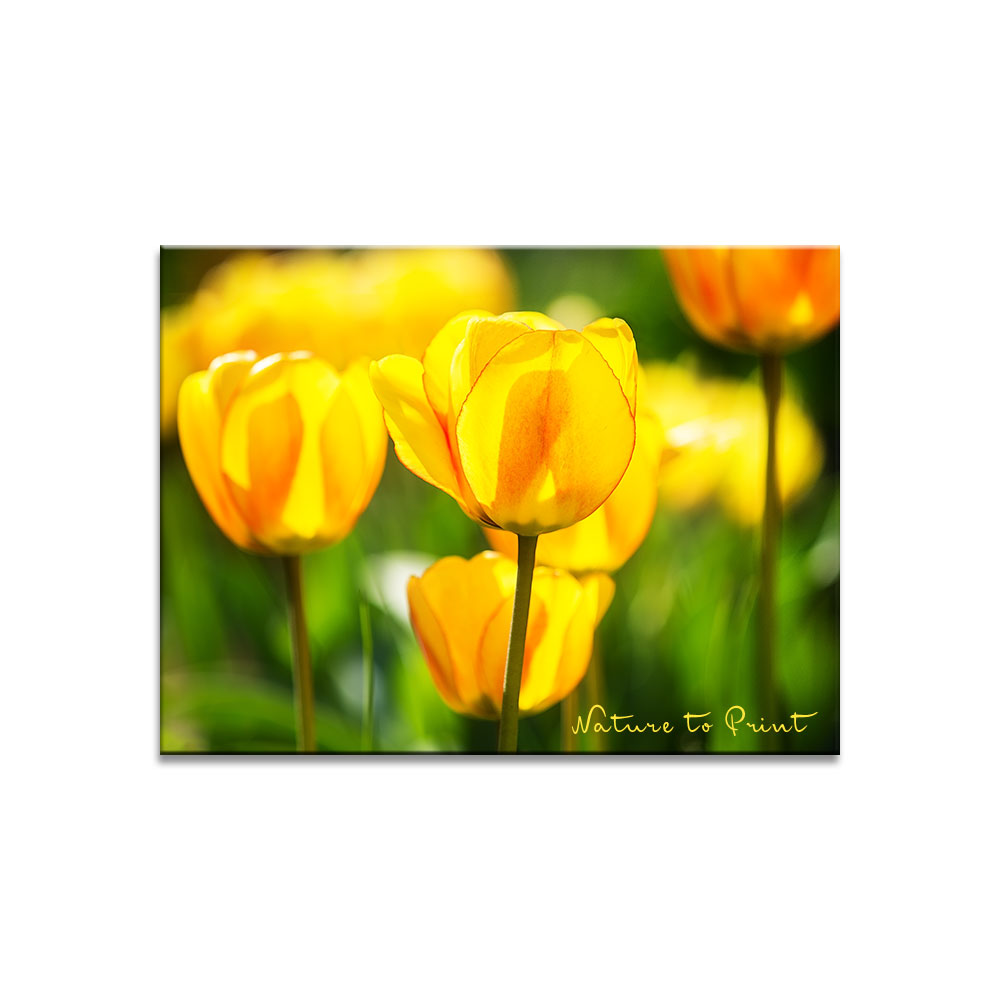Sunny Beautys | Blumenbild von Nature to Print