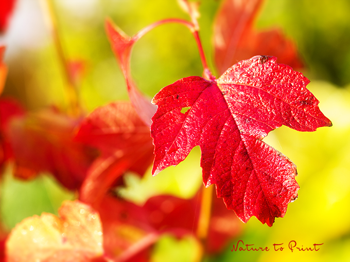 Herbsteffekt mit leuchtend roten Blättern
