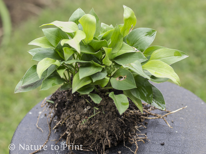Mini-Hostas teilen: So machen Sie aus einer Pflanze viele.