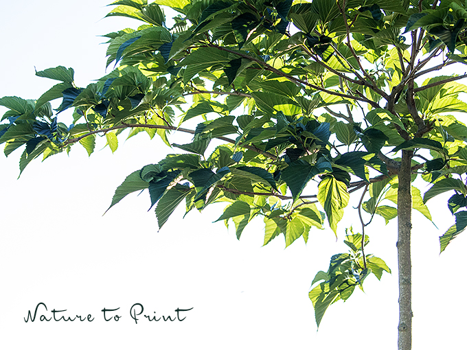 Schattenspender Maulbeerbaum. Ein natürlich gewachsener Sonnenschirm. Maulbeerbaum 2016