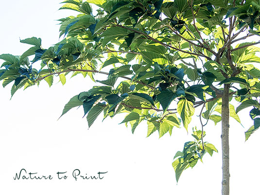 Plantanenblättriger Maulbeerbaum dient als natürlich gewachsener Sonnenschirm