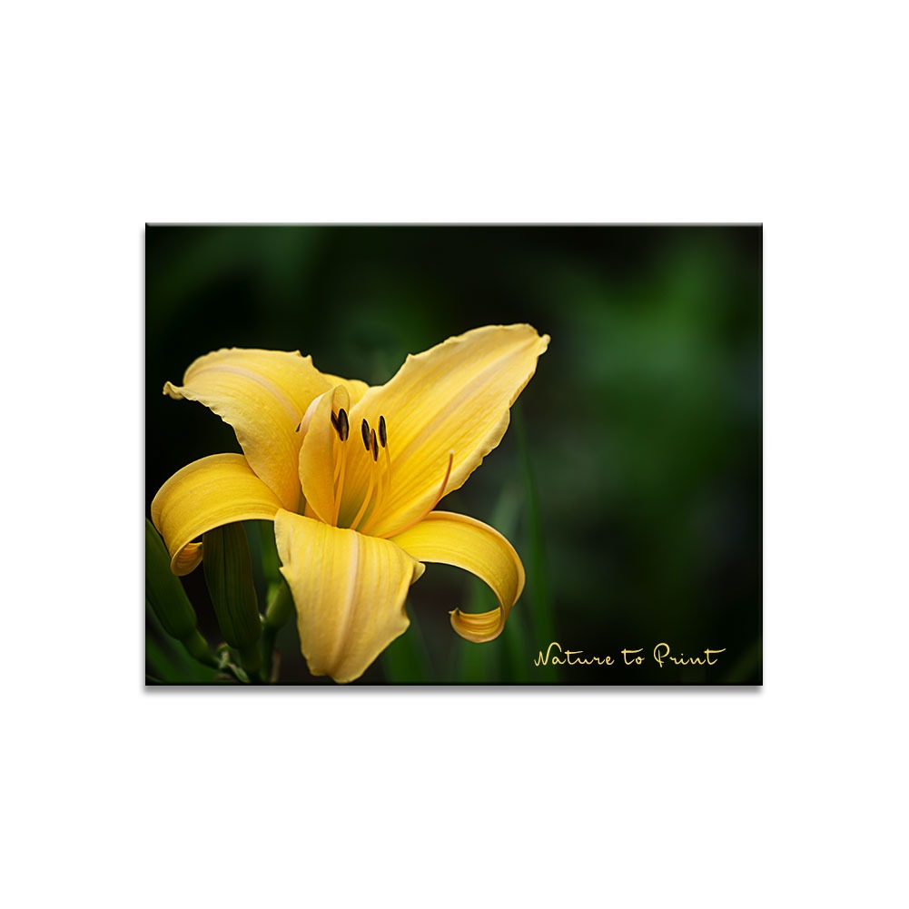 Taglilien Pflegen Nach Der Blute 1 X Ausputzen Dungen