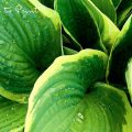 Hosta teilen, leicht gemacht