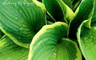 Hostas teilen: So machen Sie aus einer Pflanze viele.