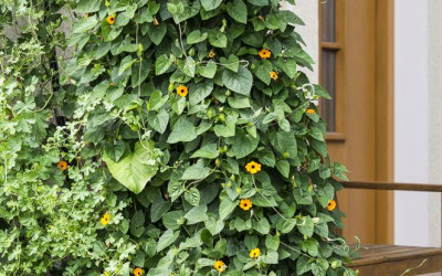 Sichtschutz im Pflanzkübel mit Gehölzen, Kletterpflanzen & Stauden