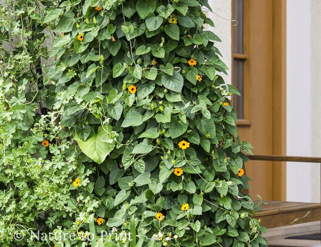 Sichtschutz im Pflanzkübel mit einer klassischen Schwarzäugigen Susanne
