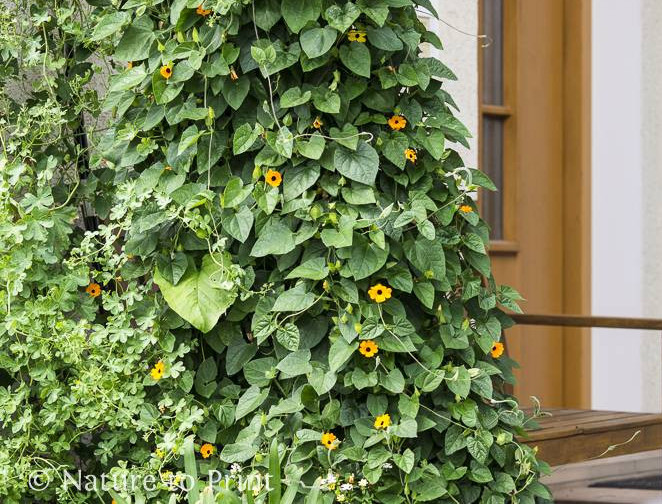 Sichtschutz im Pflanzkübel mit Gehölzen, Kletterpflanzen & Stauden