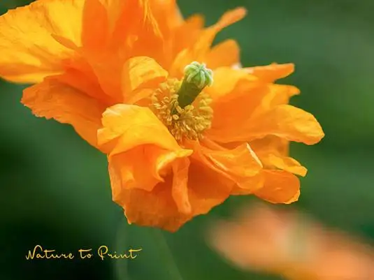 Papaver lateritium Armenischer Mohn mimt Prima Ballerina