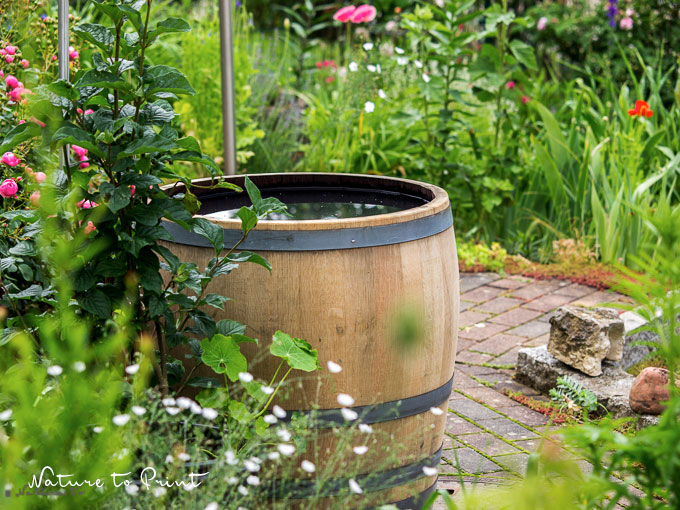 Regenwasser im alten Weinfass im Sommergarten