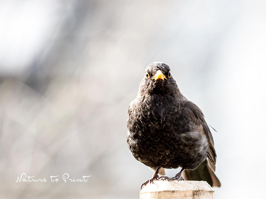 Gut gefüttert bleiben Amseln das ganze Jahr im Garten