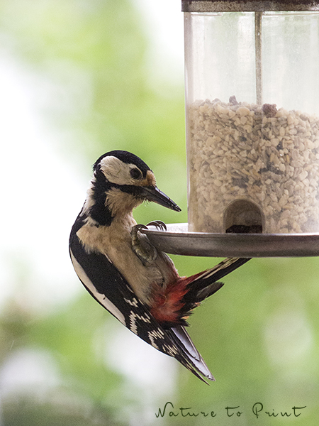 Vögel füttern, aber richtig: Selbst der Buntspecht kommt täglich zum Futtersilo